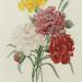 Carnations, from 'Choix des Plus Belles Fleures'